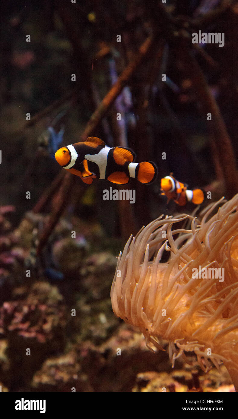 Clownfish, Amphiprioninae, in un mare di pesci e reef aquarium, soggiornando vicino al suo host anemone Foto Stock