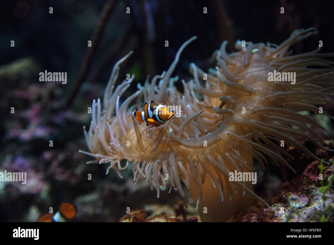 Clownfish, Amphiprioninae, in un mare di pesci e reef aquarium, soggiornando vicino al suo host anemone Foto Stock