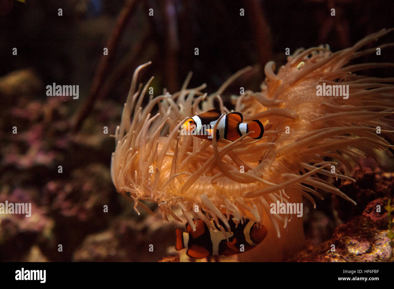 Clownfish Amphiprioninae e royal blue tang Paracanthurus hepatus soggiornando vicino ad un host anemone Foto Stock