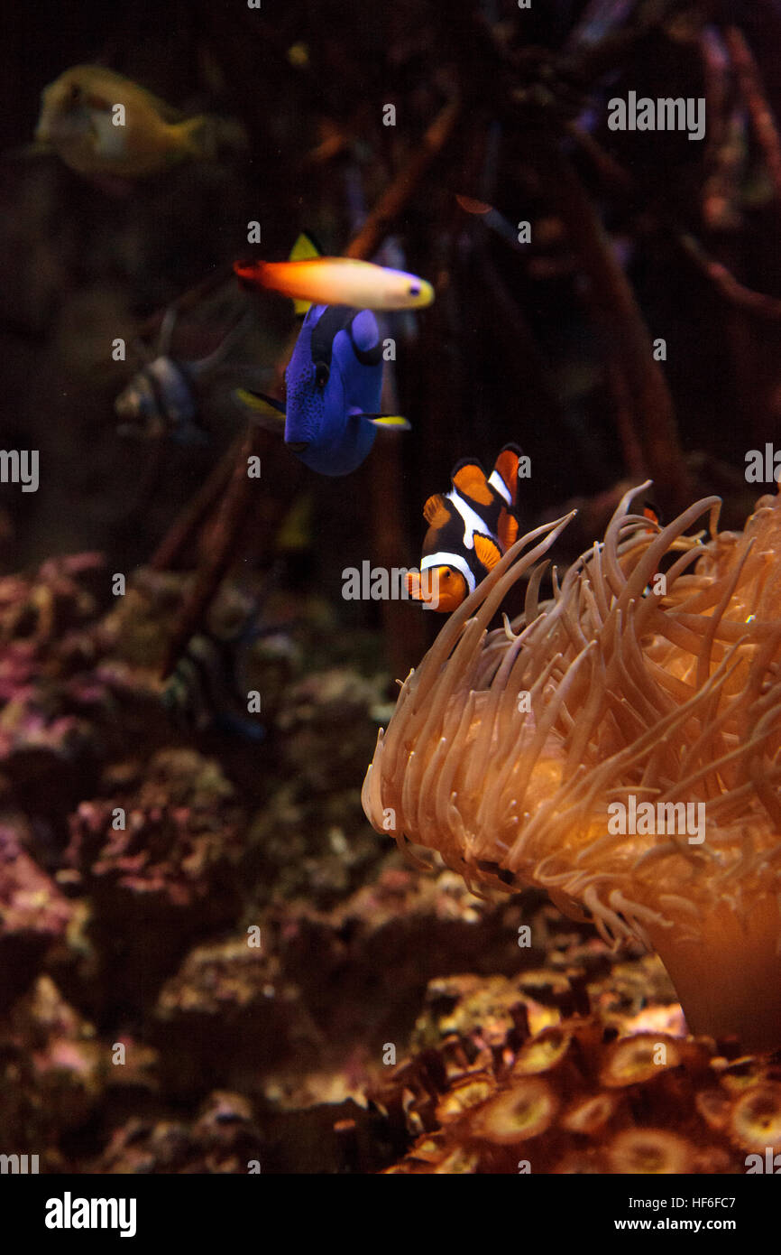 Clownfish Amphiprioninae e royal blue tang Paracanthurus hepatus soggiornando vicino ad un host anemone Foto Stock