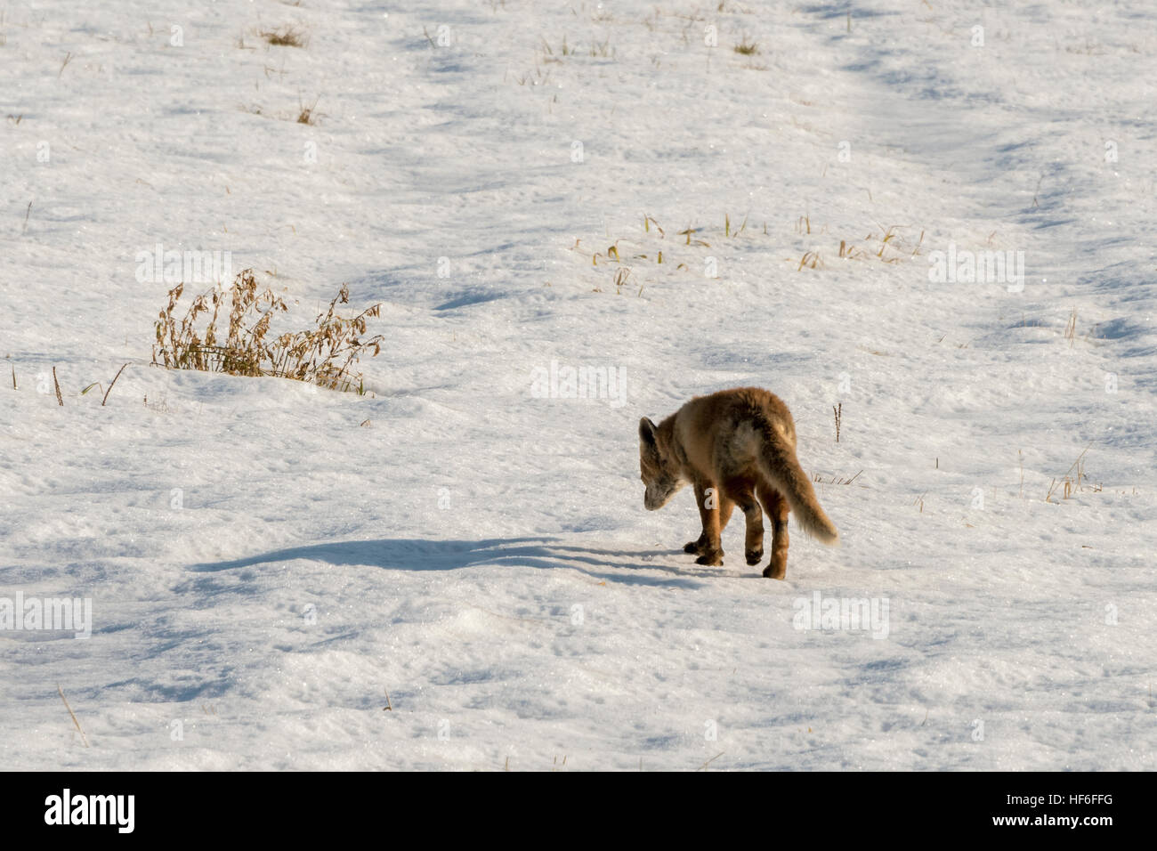 Hokkaido Red Fox (kitsune), Vulpes vulpes schrencki attraversando una coperta di neve campo vicino villaggio Tsurui, Hokkaido, Giappone Foto Stock