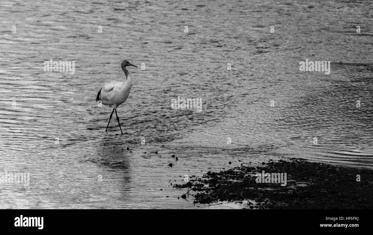 I capretti rosso-crowned crane pre-alba, il guado del fiume Setsuri, Otowabashi (ponte), Hokkaido, Giappone Foto Stock