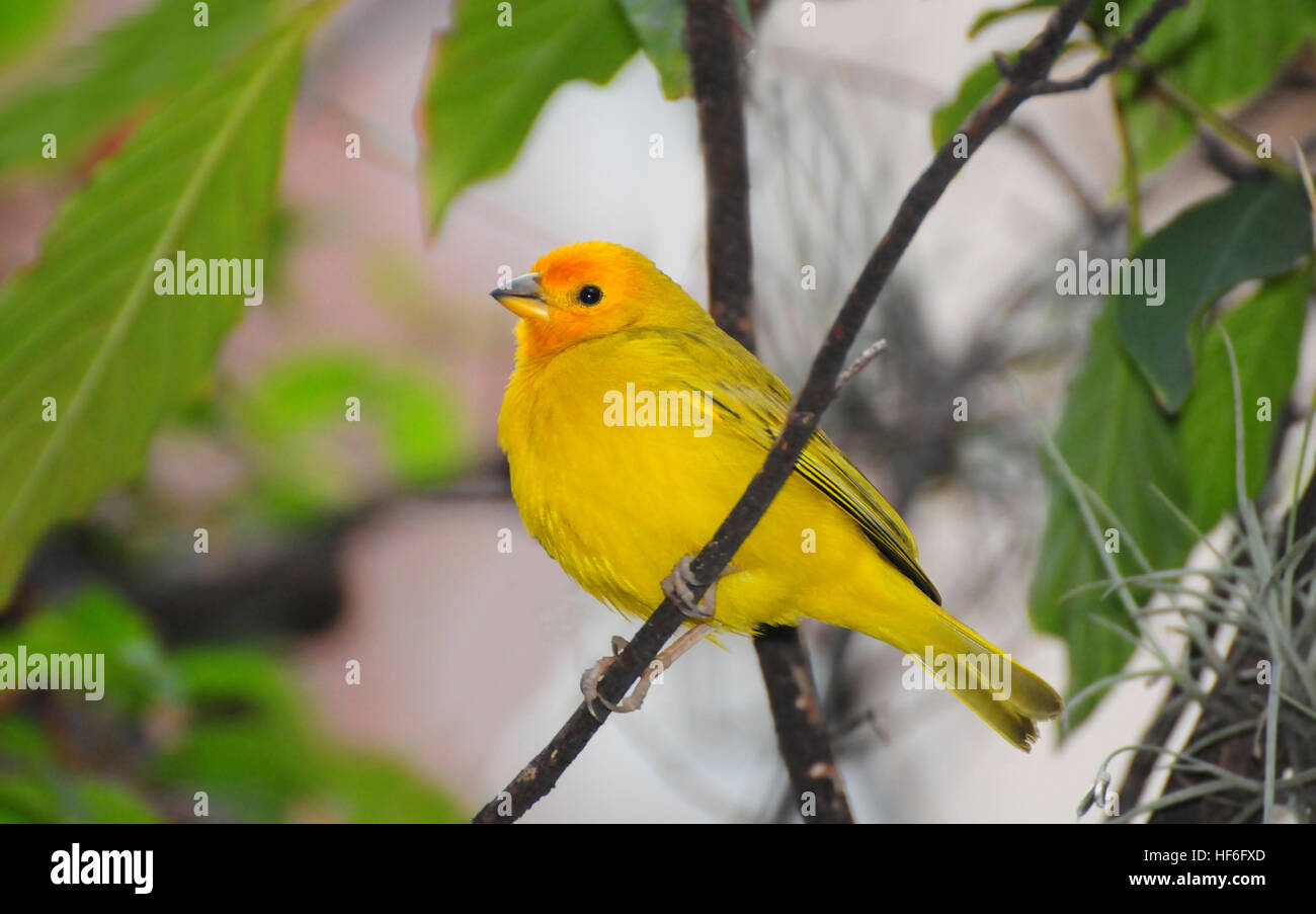 Bel colore arancione-giallo fiammante Finch maschio appollaiato su un ramo di albero di prima mattina intorno alla città di Medellin in Colombia. Foto Stock