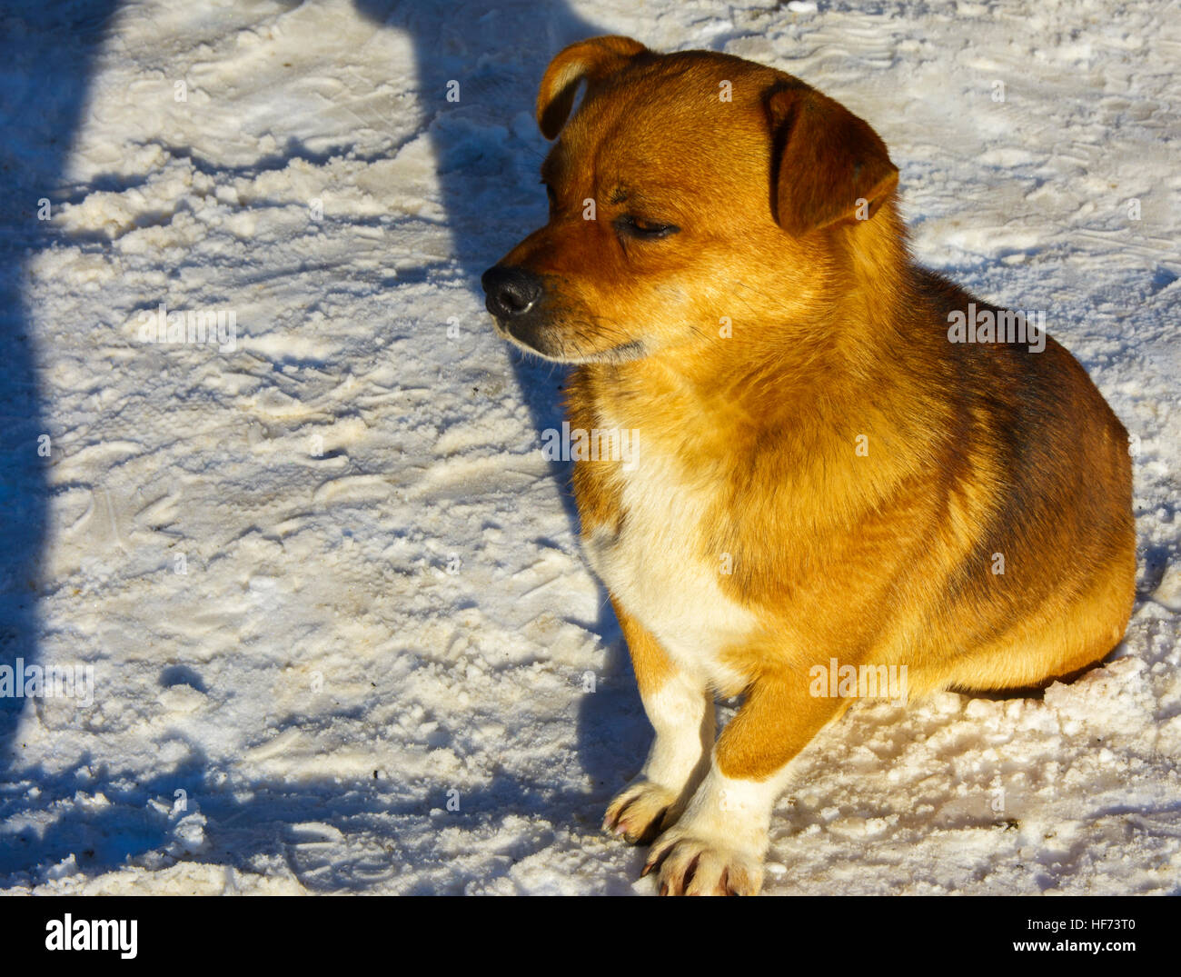 Piccolo congelati non provviste di pedigree cane sulla neve in inverno Foto Stock