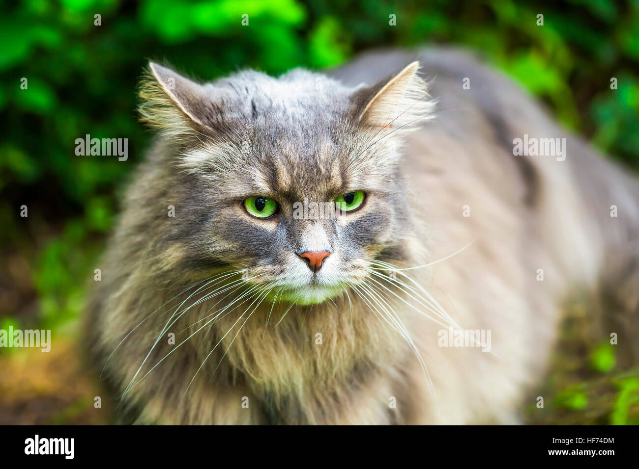 Gatto grigio con capelli lunghi in giardino Foto Stock