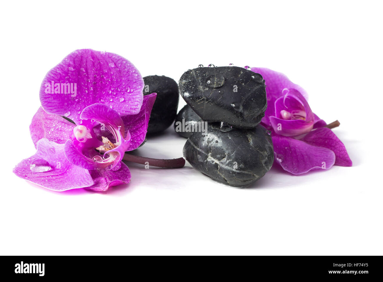 Spa concept di orchidea viola sulle pietre con gocce Foto Stock