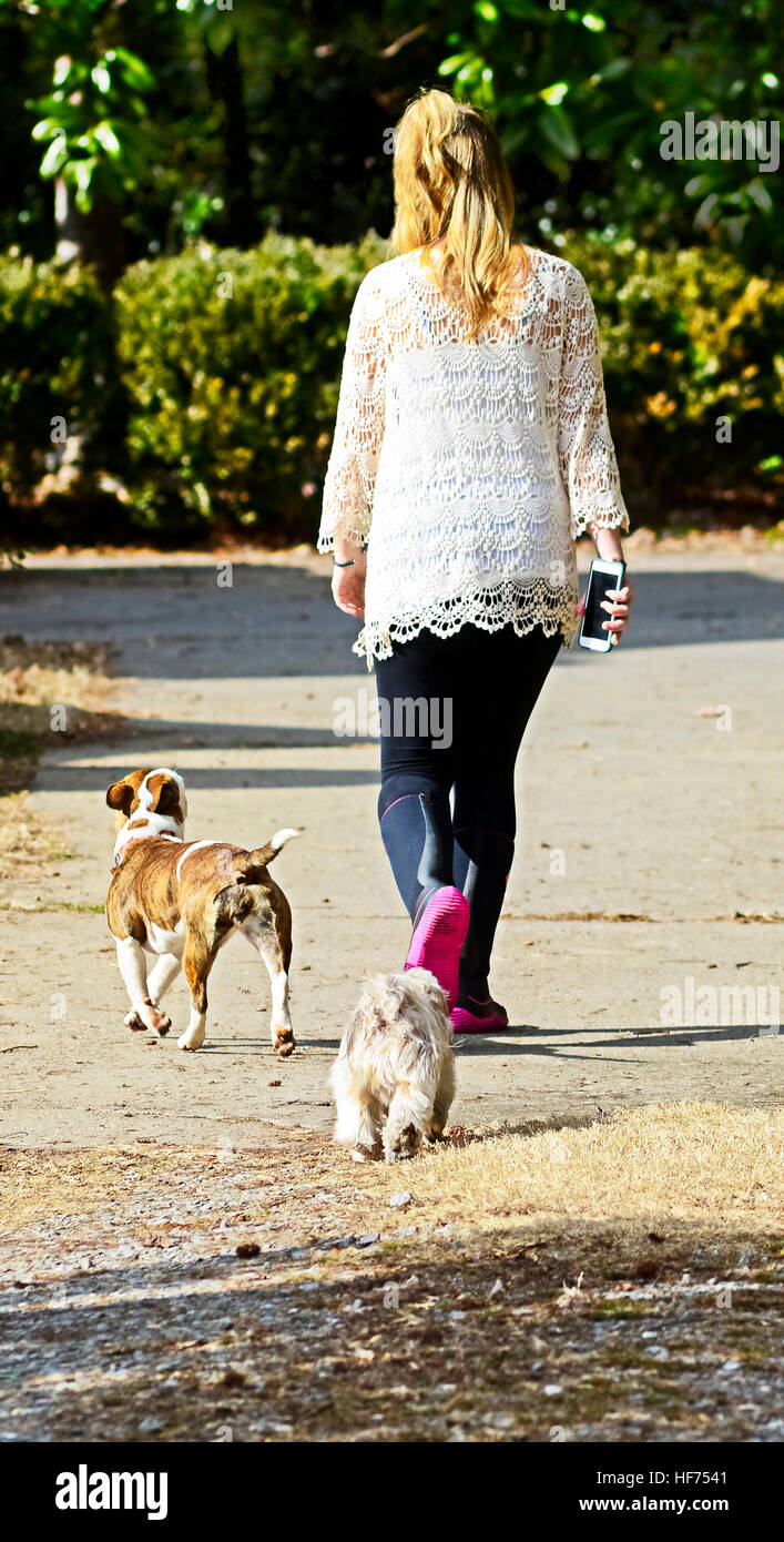 Ragazza camminare i suoi cani a casa alla fine della giornata, ha un telefono cellulare in mano. Foto Stock