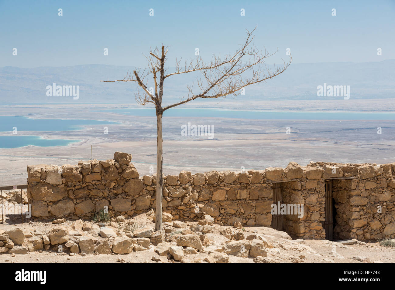 Lonely albero secco dietro la parete di Masada parco nazionale in Israele, un sito del Patrimonio Mondiale come dichiarato dall'UNESCO. Vista su un mare morto Foto Stock