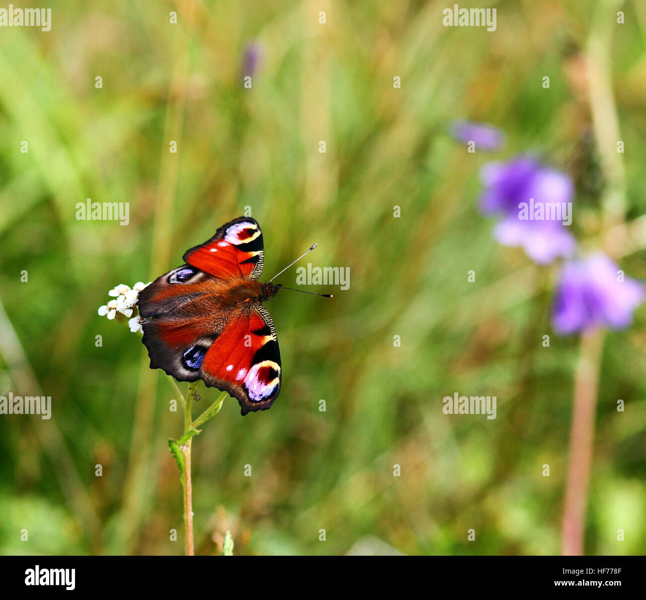 Farfalla di pavone, pavone europeo, Aglais io Foto Stock