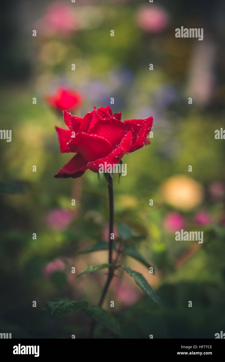 Rose rosse dopo la pioggia. Foto Stock