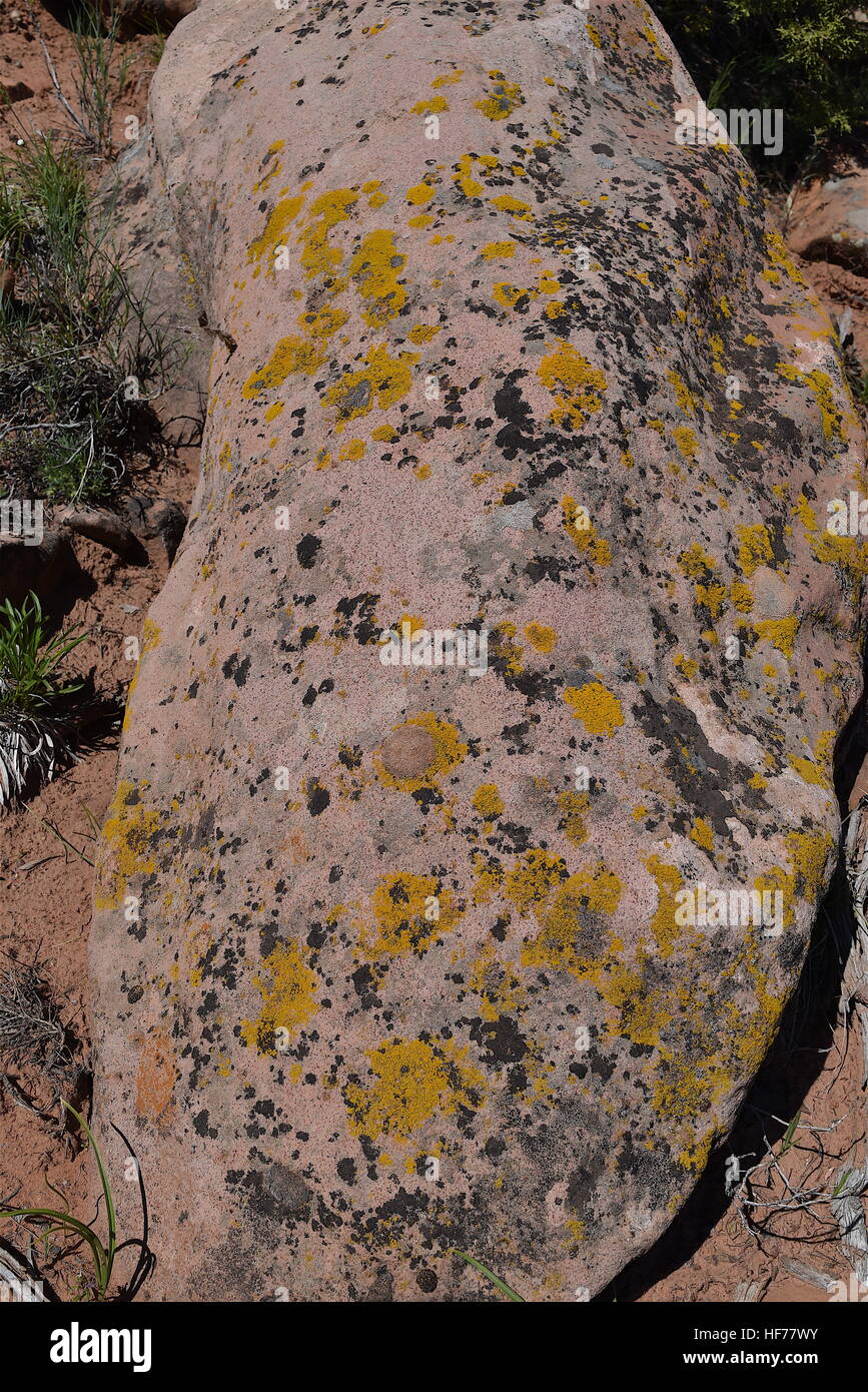 Giallo su Lichene Rosso masso di arenaria a Kolob Canyon, il Parco Nazionale di Zion Foto Stock