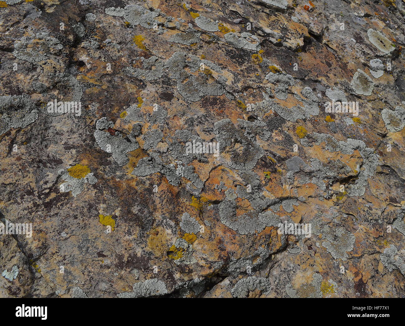 Colorata rock lichen sul Dakota Hogback a Dinosaur Ridge, vicino a Denver in Colorado Foto Stock