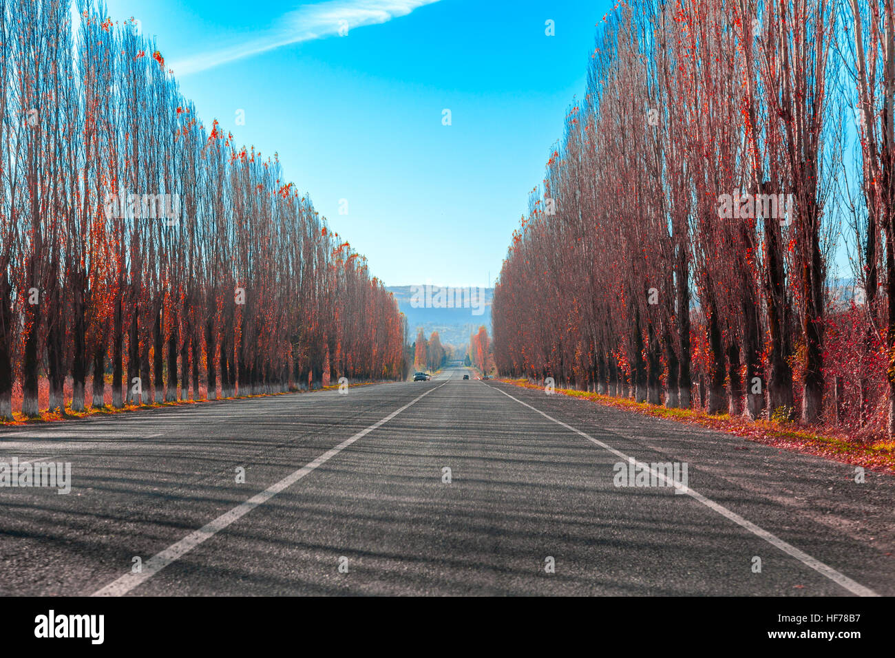 Autostrada strada di montagna attraverso il vicolo autunno rosso alberi di pioppo Foto Stock