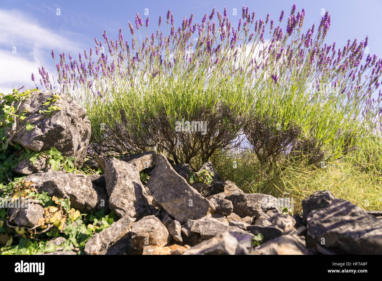 Silhouette di piante di lavanda sull'isola di Hvar Foto Stock
