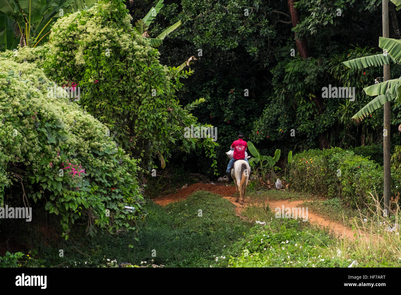 Uomo a cavallo disapearing nella foresta sul bordo della città, Vinales, Cuba Foto Stock