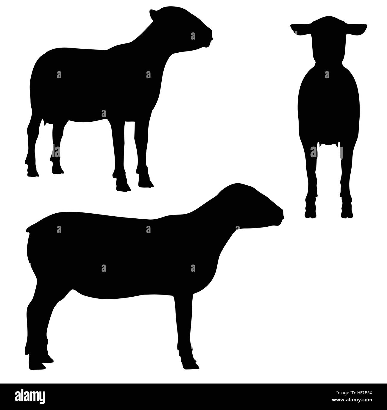 EPS 10 illustrazione vettoriale di pecora su sfondo bianco Illustrazione Vettoriale