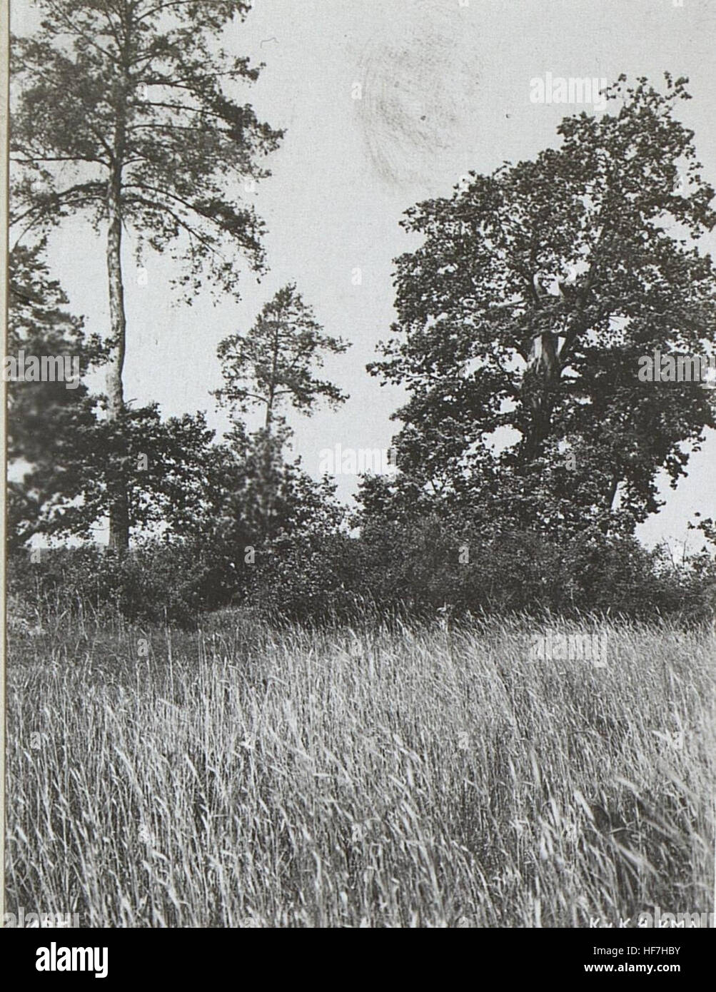 Questa foto storica raffigura un Baumbeobachtungsstand (posto di osservazione) vicino a Huszce durante la prima guerra mondiale. Offre uno sguardo sulle operazioni in tempo di guerra e sull'uso di posti di osservazione da parte delle forze militari all'inizio del XX secolo. Foto Stock