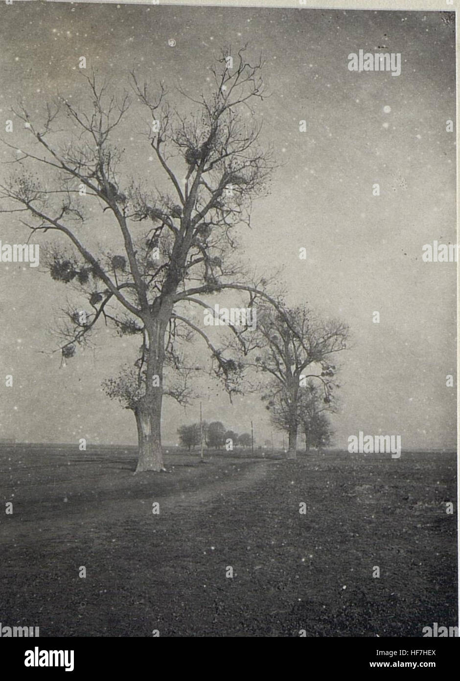 Baum am Wege Luck-Zydyczyn. 15690817) Foto Stock