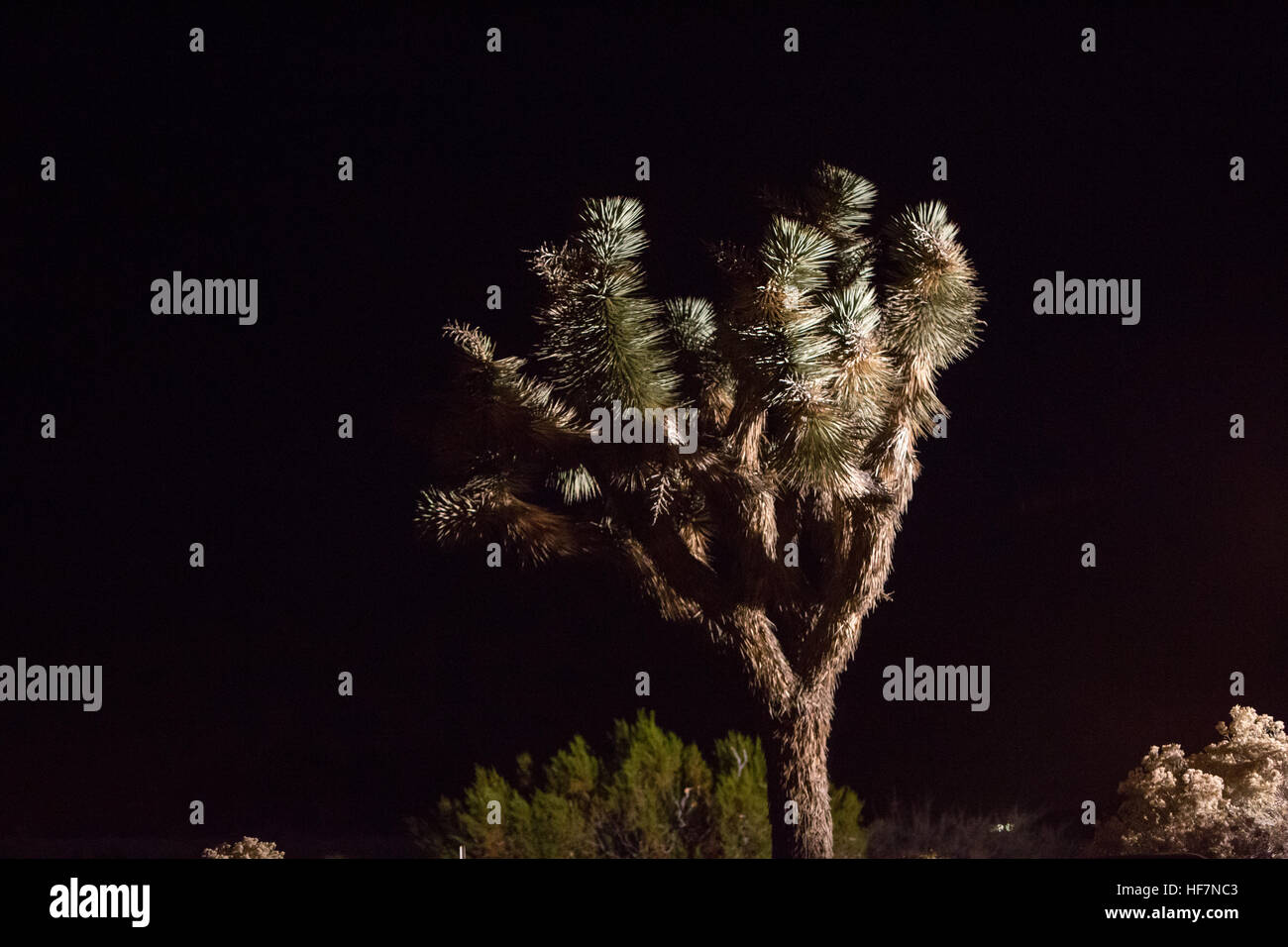 Alberi di Joshua (Yucca brevifolia) Foto Stock
