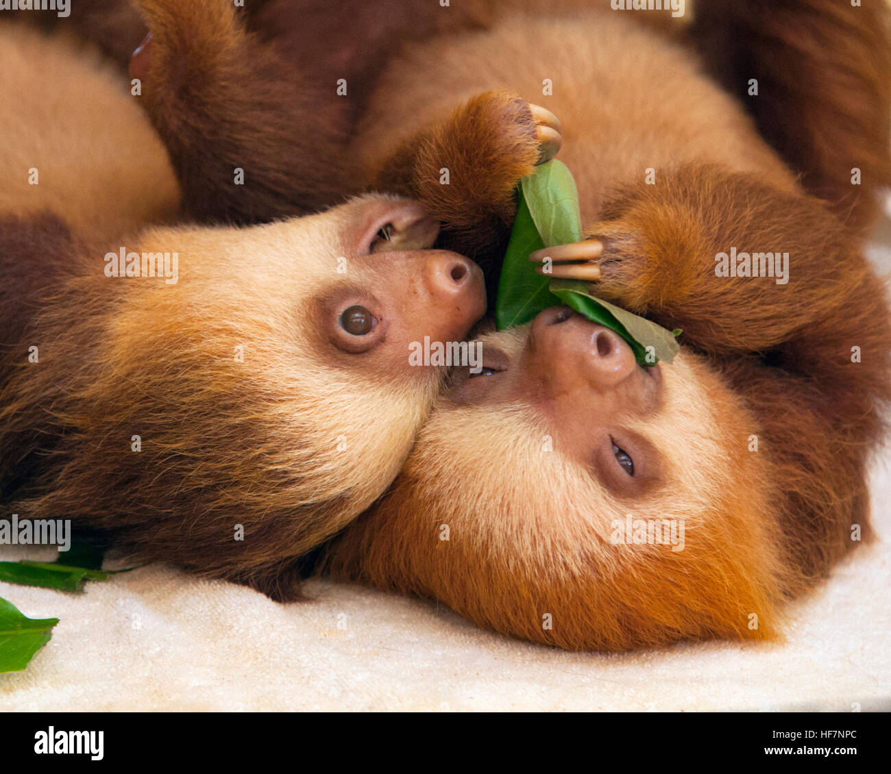 Il bambino orfano i due-piedi di Hoffmann slots (Choloepus hoffmanni) che si nutrono sulle foglie al Santuario di Sloth in Costa Rica Foto Stock