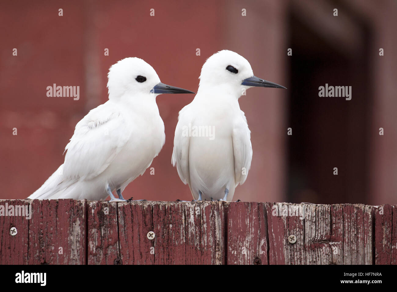 Coppia di Terni bianchi (Gygis alba rothschildi) appollaiati su un vecchio recinto rosso stagionato Foto Stock
