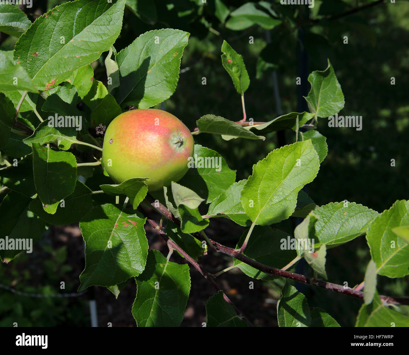 Una mela con red blush sul ramo con foglie Foto Stock
