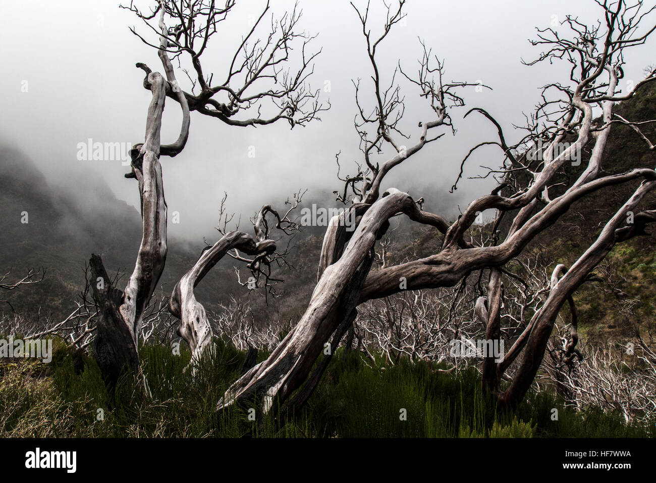 Gli alberi morti nelle montagne dell'isola di Madeira. Foto Stock