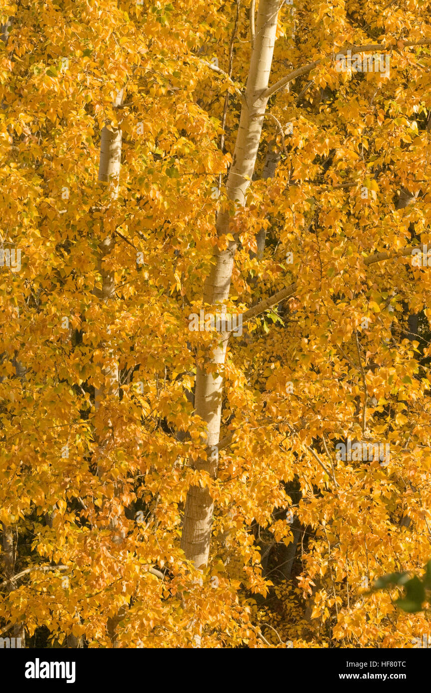 Carta betulla nel fogliame di autunno nei pressi di Hood River, Oregon, Stati Uniti d'America Foto Stock