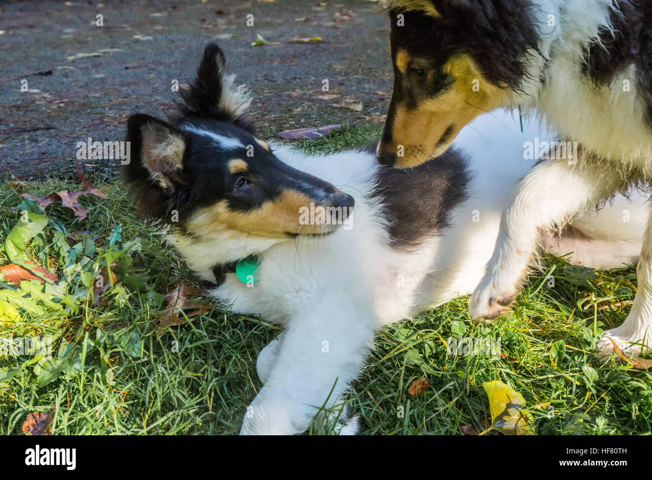 Quindici settimane vecchio ruvido Cuccioli Collie, con Seamus sollecitando Tavish di alzarsi e giocare in Bothell, Washington, Stati Uniti d'America. Foto Stock