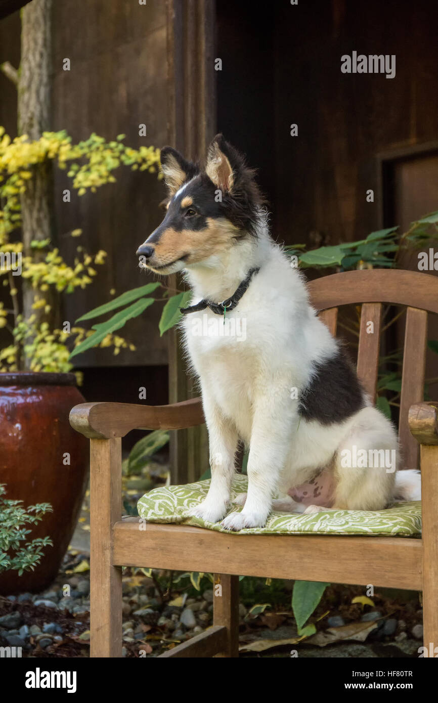 Quindici settimane vecchio ruvido Collie cucciolo, Tavish, ponendo in un patio poltrona di fronte a casa sua a Bothell, Washington, Stati Uniti d'America. Foto Stock