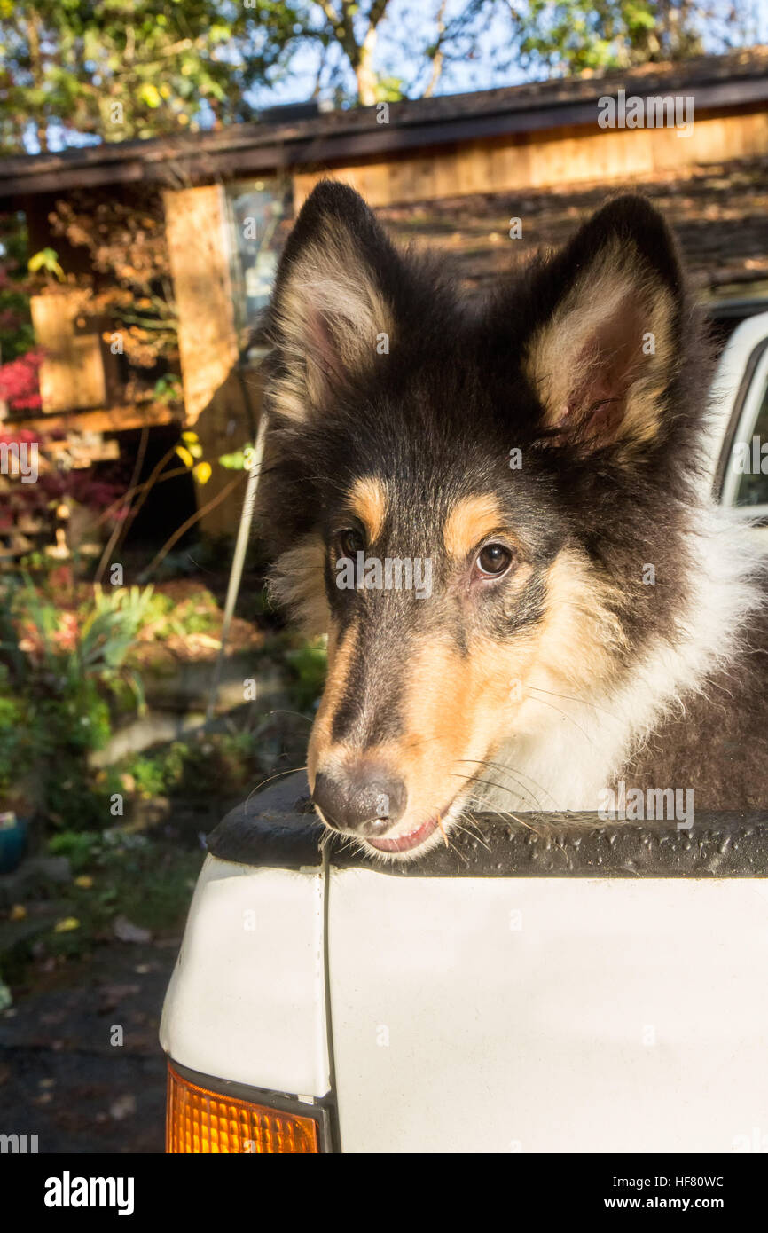 Ritratto di quindici settimane vecchio ruvido Collie cucciolo, Seamus, in attesa nel retro di un camioncino in Bothell, Washington, Stati Uniti d'America. Foto Stock
