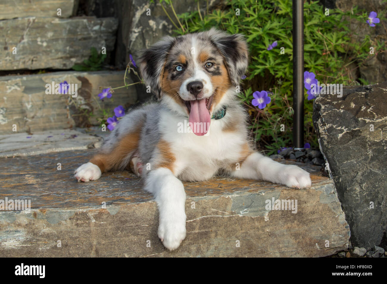 Tre mesi di età blue merle pastore australiano cucciolo, Luna, in posa di fronte a qualche autunno-fiori che sbocciano in Sammamish, Washington, Stati Uniti d'America Foto Stock