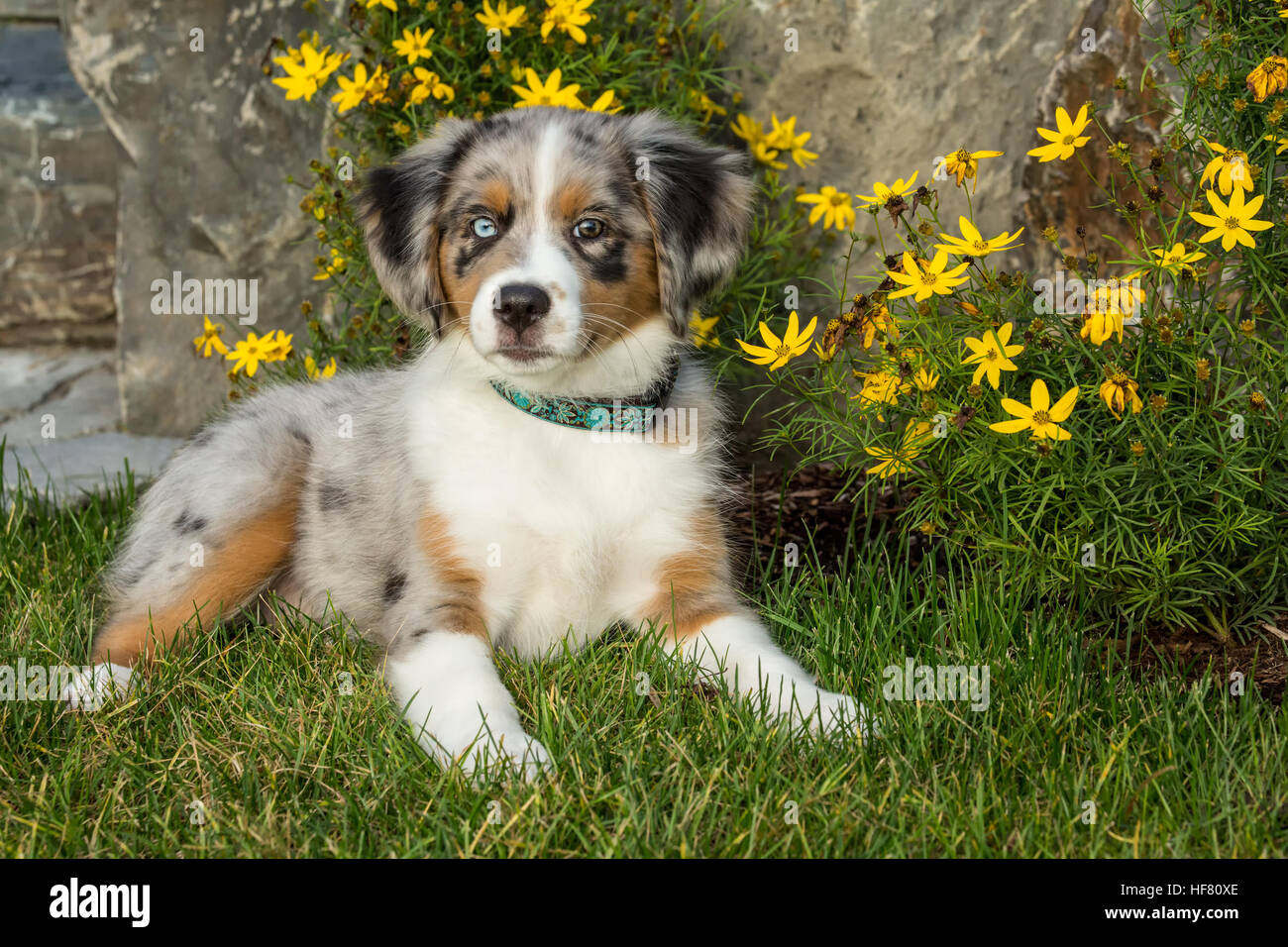 Tre mesi di età blue merle pastore australiano cucciolo, Luna, in posa di fronte a qualche autunno-fiore Foto Stock
