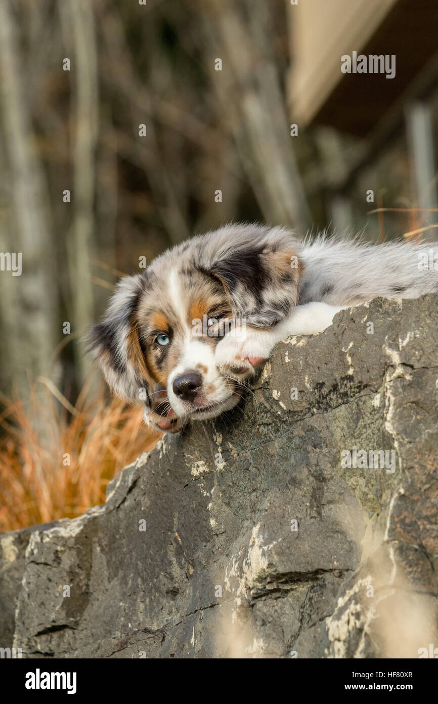 Tre mesi di età blue merle pastore australiano cucciolo, Luna, riposo e che si affacciava su una sporgenza di roccia nel suo cortile paesaggistico Foto Stock