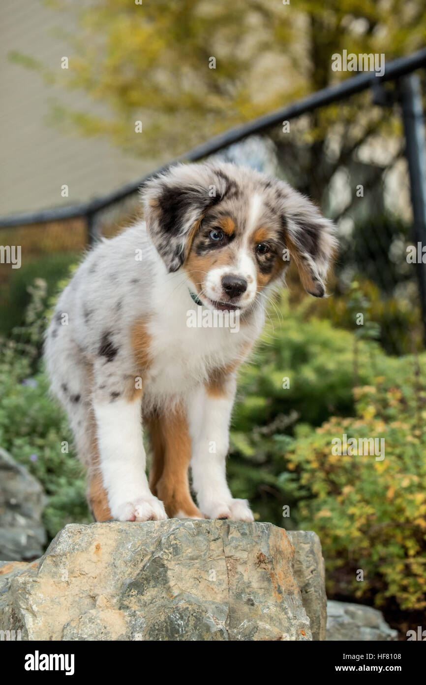 Tre mesi di età blue merle pastore australiano cucciolo, Luna, in piedi su un masso nel suo recente cortile paesaggistico Foto Stock