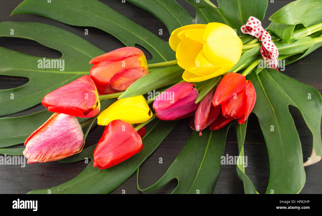 Rosso e tulipani gialli su grandi foglie verde Foto Stock