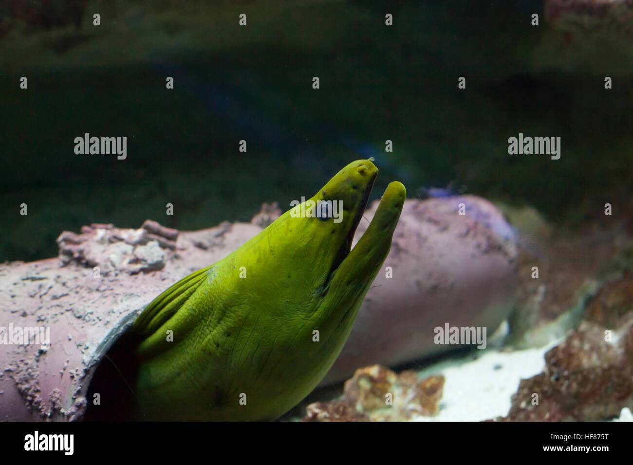 In prossimità di una murena verde anguilla (Gymnothorax funebris) Foto Stock