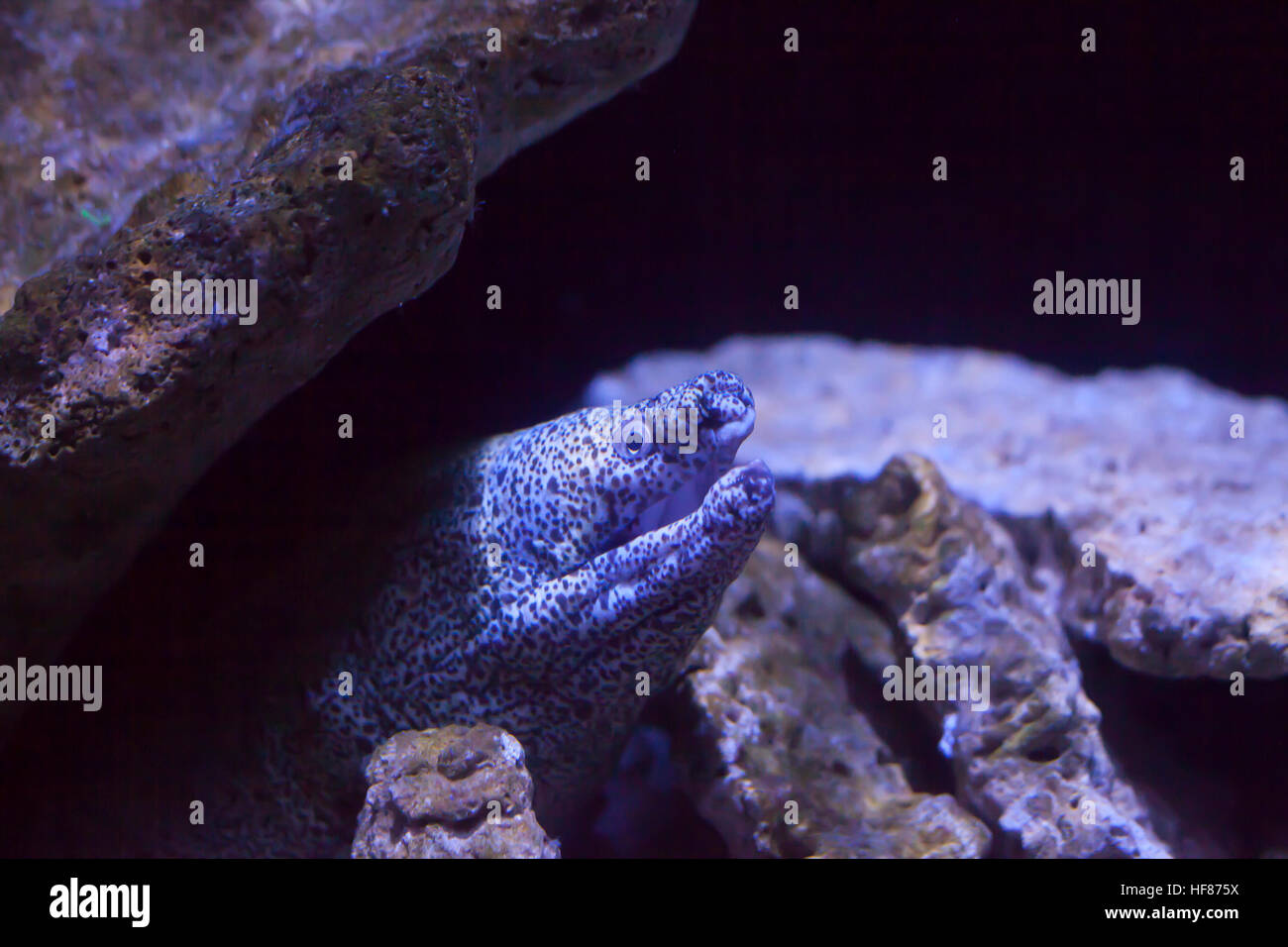 Close up di un spotted moray eel (Gymnothorax moringa) Foto Stock