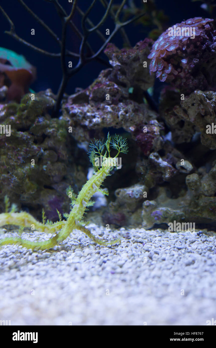 In prossimità dei due seadragons Foto Stock