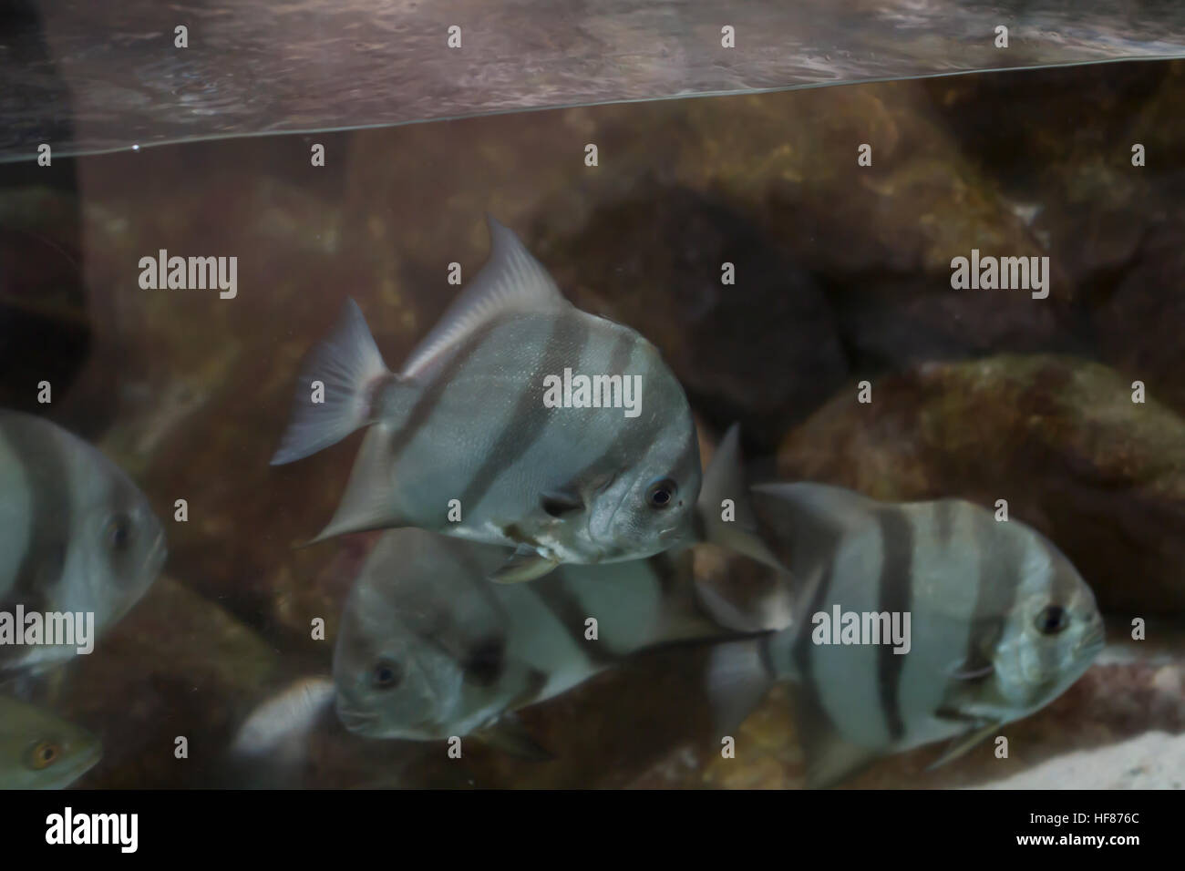 Scuola di Atlantic spadefish (Chaetodipterus faber) Foto Stock