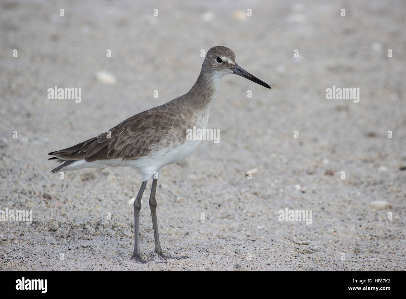 Willet uccello sulla spiaggia Foto Stock