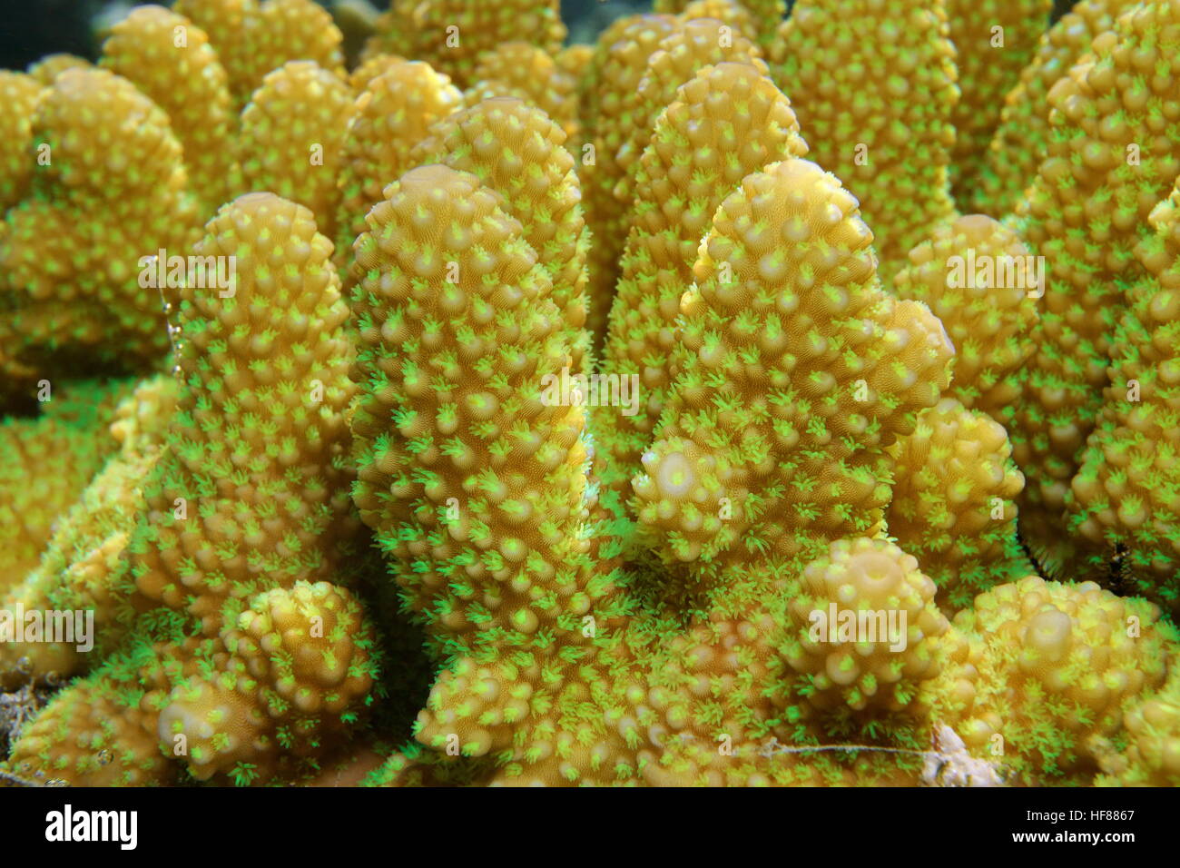 Dito coral close-up, Acropora humilis, Tahiti, oceano pacifico, Polinesia Francese Foto Stock