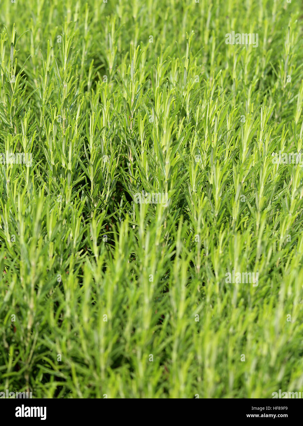 Sfondo immenso di rosmarino verde tipica pianta aromatica Foto Stock