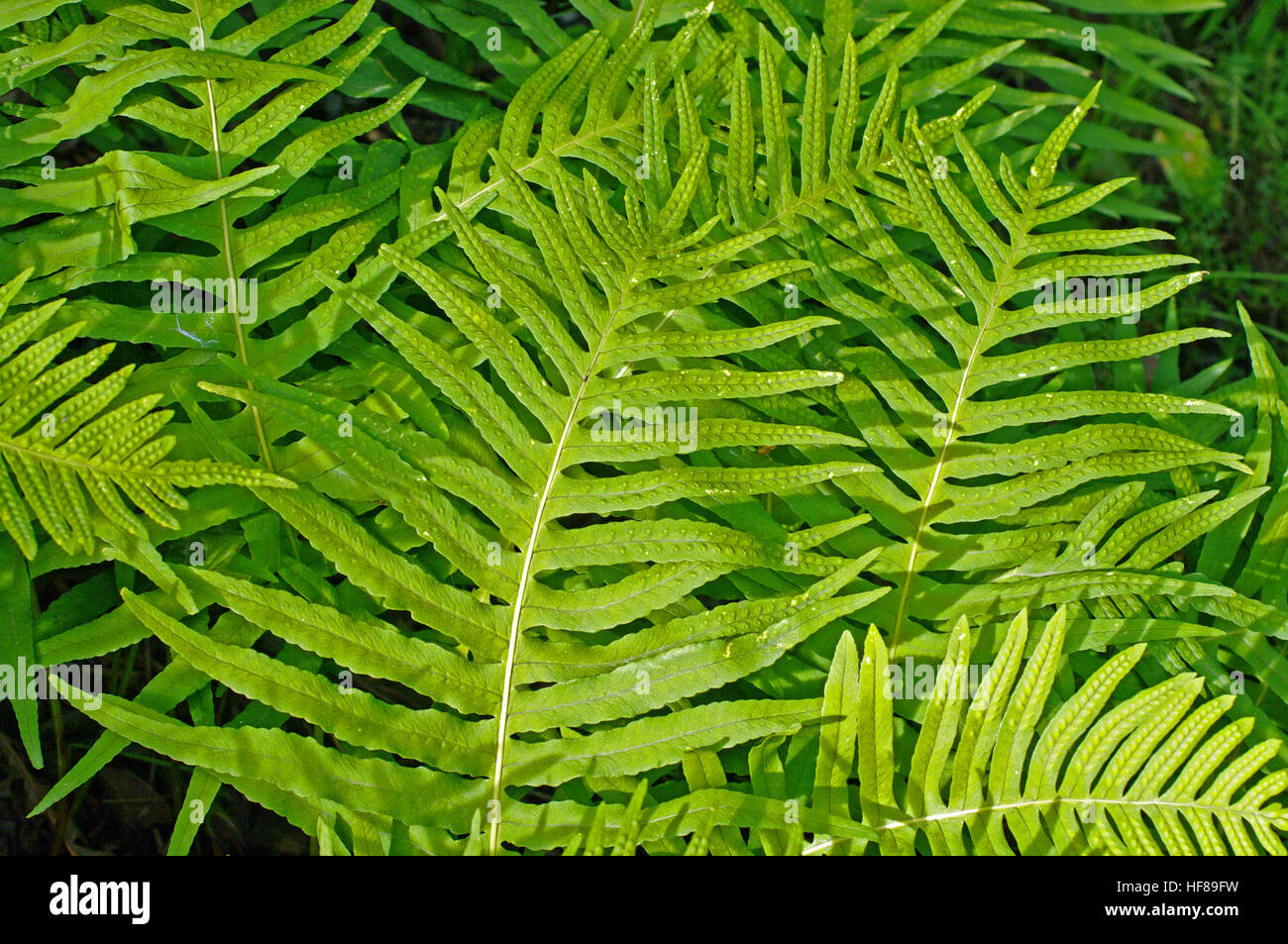 Questo è il Welsh Polypody o polypody meridionale, Polypodium cambricum, dalla famiglia Polypodiaceae Foto Stock