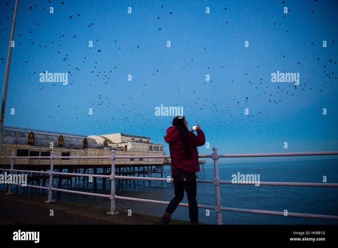 Aberystwyth Wales UK, mercoledì 28 dicembre 2016 UK Meteo: alla prima luce come l'alba si rompe dopo un freddo la notte con temperature crollate ben al di sotto dello zero, un appassionato di osservazione degli uccelli video le decine di migliaia di storni battenti in enormi sciami da loro per una notte posatoio in ghisa gambe di Aberystwyth pier il Cardigan Bay costa, West Wales. Ogni giorno si disperdono per loro motivi di alimentazione prima di ritornare al tramonto per eseguire antenna drammatico viene visualizzato sopra la città balneare foto © Keith Morris / Alamy Live news Foto Stock