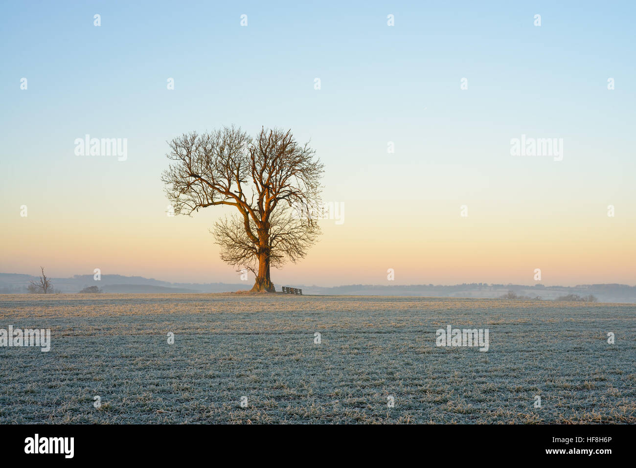 Vicino a Warwick, Warwickshire, Regno Unito, 29 Dic, 2016, Lone Tree in un campo su un pupazzo di neve con inverni nitido mattina con una temperatura di -6 ºC. © Dan Tucker/Alamy Live News Foto Stock