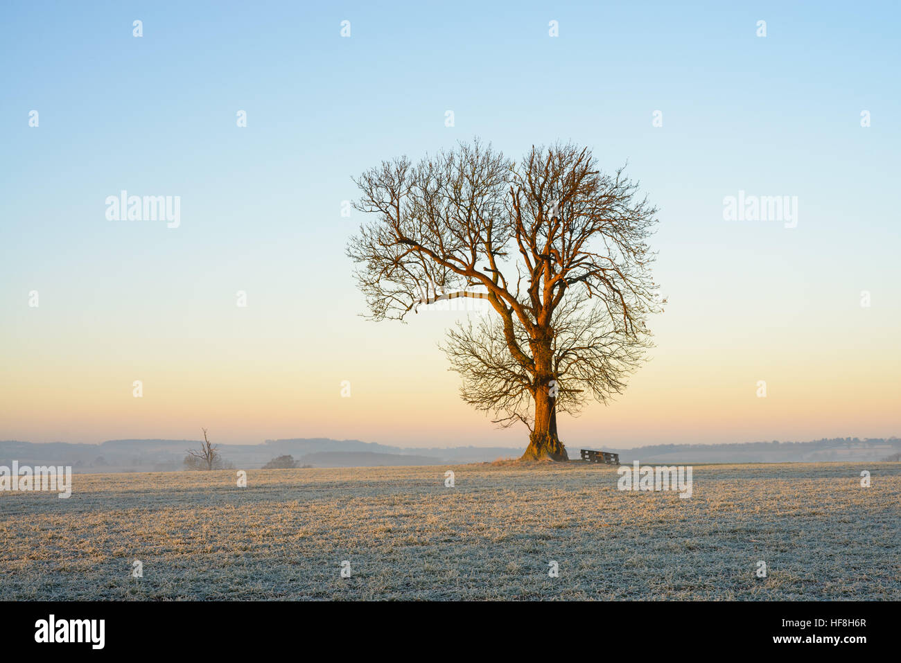 Vicino a Warwick, Warwickshire, Regno Unito, 29 Dic, 2016, Lone Tree in un campo su un pupazzo di neve con inverni nitido mattina con una temperatura di -6 ºC. © Dan Tucker/Alamy Live News Foto Stock