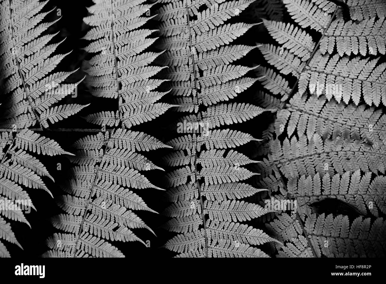 Bianco e nero fern pattern. Foto Stock