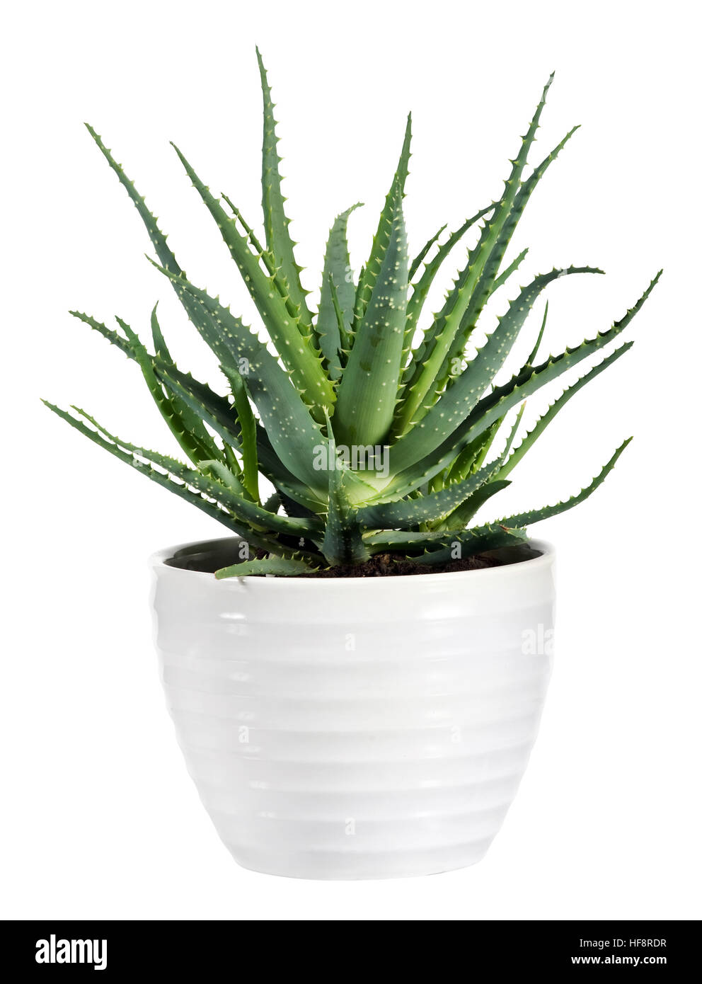 Succulento Aloe Vera pianta in vaso bianco isolato su sfondo bianco. Foto Stock