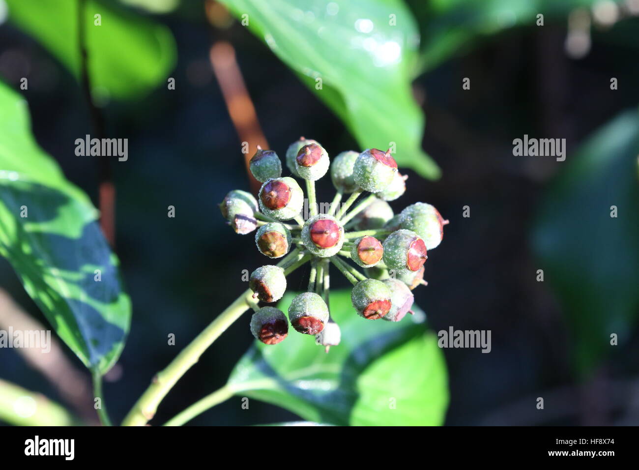 Piuttosto bus bacche velenose - bacche di edera in bud Foto Stock